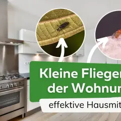 Kleine Fliegen in der Wohnung? Hier sind effektive Hausmittel zum Fliegen fangen. Nahaufnahmen von zwei verschiedenen Fliegenarten.