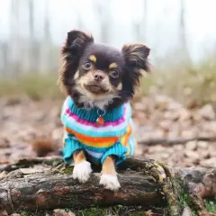 Süßer Chihuahua im bunten Pullover, der aussieht, als wäre er mit einem schnittmuster hundepullover gratis selbst gemacht.