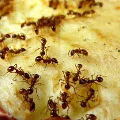 Viele Ameisen krabbeln auf einem Stück Apfel. Ein Bild, das zeigt, wie man Ameisen loswerden kann, indem man die Nahrungsquelle entfernt.
