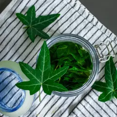 Ein Glas voller Efeu-Blätter, bereit für ein selbstgemachtes Efeu-Waschmittel. Frische Zutaten für ein sauberes Zuhause.