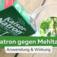Kaiser Natron, ein Hausmittel gegen Mehltau, wird hier gezeigt. Die Packung liegt neben einer Schale, in der ein Ast mit befallenen Stachelbeeren zu sehen ist.