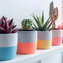 Bunte Beton-Übertöpfe mit Sukkulenten und Kakteen – ein schönes Beispiel für Basteln mit Beton.
