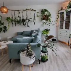 Gemütliches Wohnzimmer mit vielen Pflanzen als Deko-Ideen. Hängende Pflanzen und ein großer Monstera-Baum schaffen eine grüne Oase.