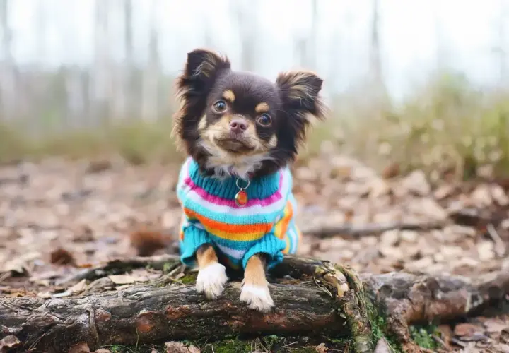 Süßer Chihuahua im bunten Pullover, der aussieht, als wäre er mit einem schnittmuster hundepullover gratis selbst gemacht.