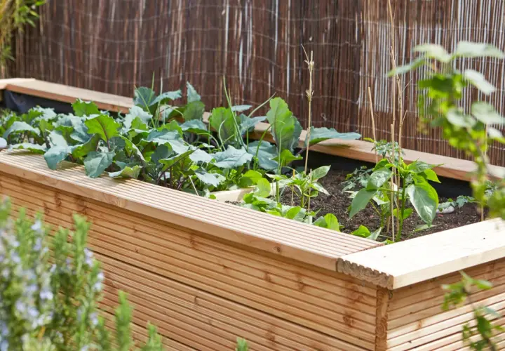Ein hölzernes Hochbeet mit jungen Kohlpflanzen und Paprika. Tolle Hochbeet Ideen für den eigenen Garten.