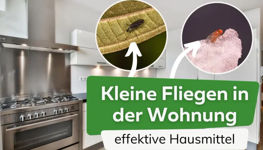 Kleine Fliegen in der Wohnung? Hier sind effektive Hausmittel zum Fliegen fangen. Nahaufnahmen von zwei verschiedenen Fliegenarten.