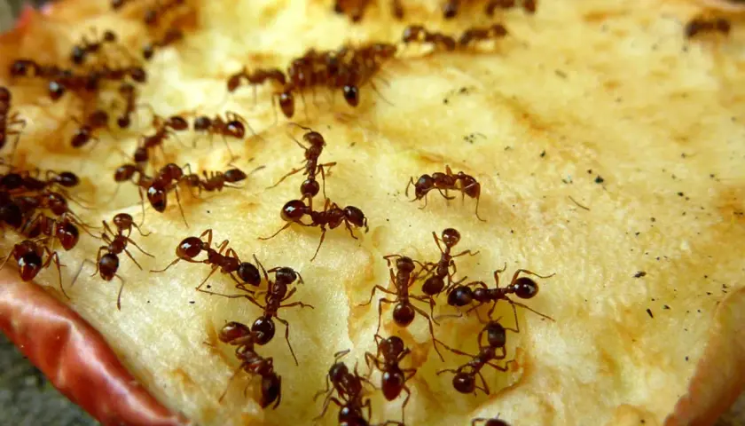 Viele Ameisen krabbeln auf einem Stück Apfel. Ein Bild, das zeigt, wie man Ameisen loswerden kann, indem man die Nahrungsquelle entfernt.