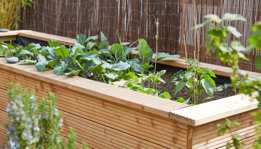 Ein hölzernes Hochbeet mit jungen Kohlpflanzen und Paprika. Tolle Hochbeet Ideen für den eigenen Garten.