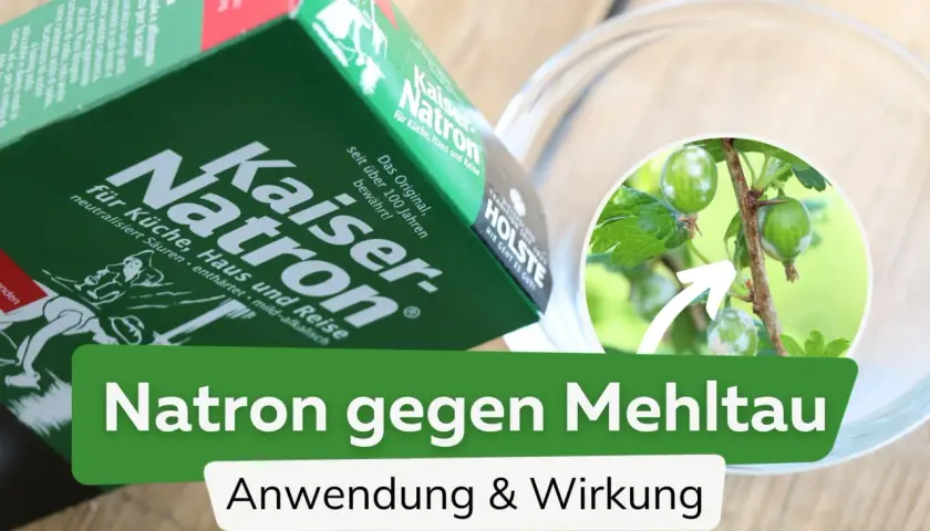 Kaiser Natron, ein Hausmittel gegen Mehltau, wird hier gezeigt. Die Packung liegt neben einer Schale, in der ein Ast mit befallenen Stachelbeeren zu sehen ist.
