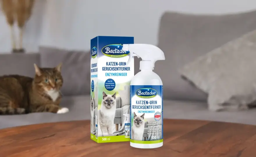 Katzenurin neutralisieren - So verschwindet der Geruch wirklich!