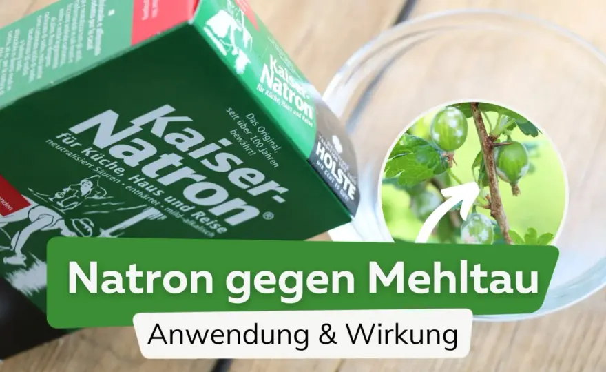 Natron gegen Motten - Was wirklich hilft & wann es nutzlos ist