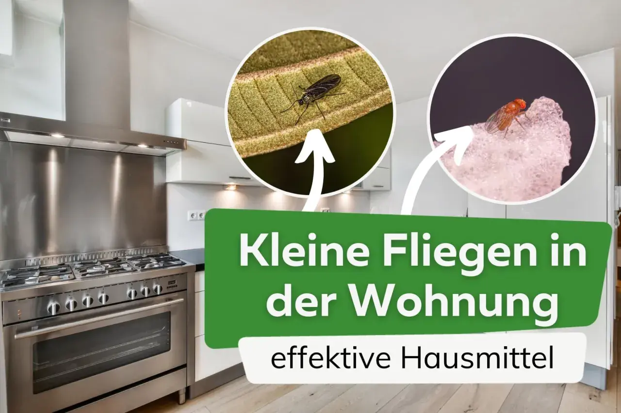 Kleine Fliegen in der Wohnung? Hier sind effektive Hausmittel zum Fliegen fangen. Nahaufnahmen von zwei verschiedenen Fliegenarten.
