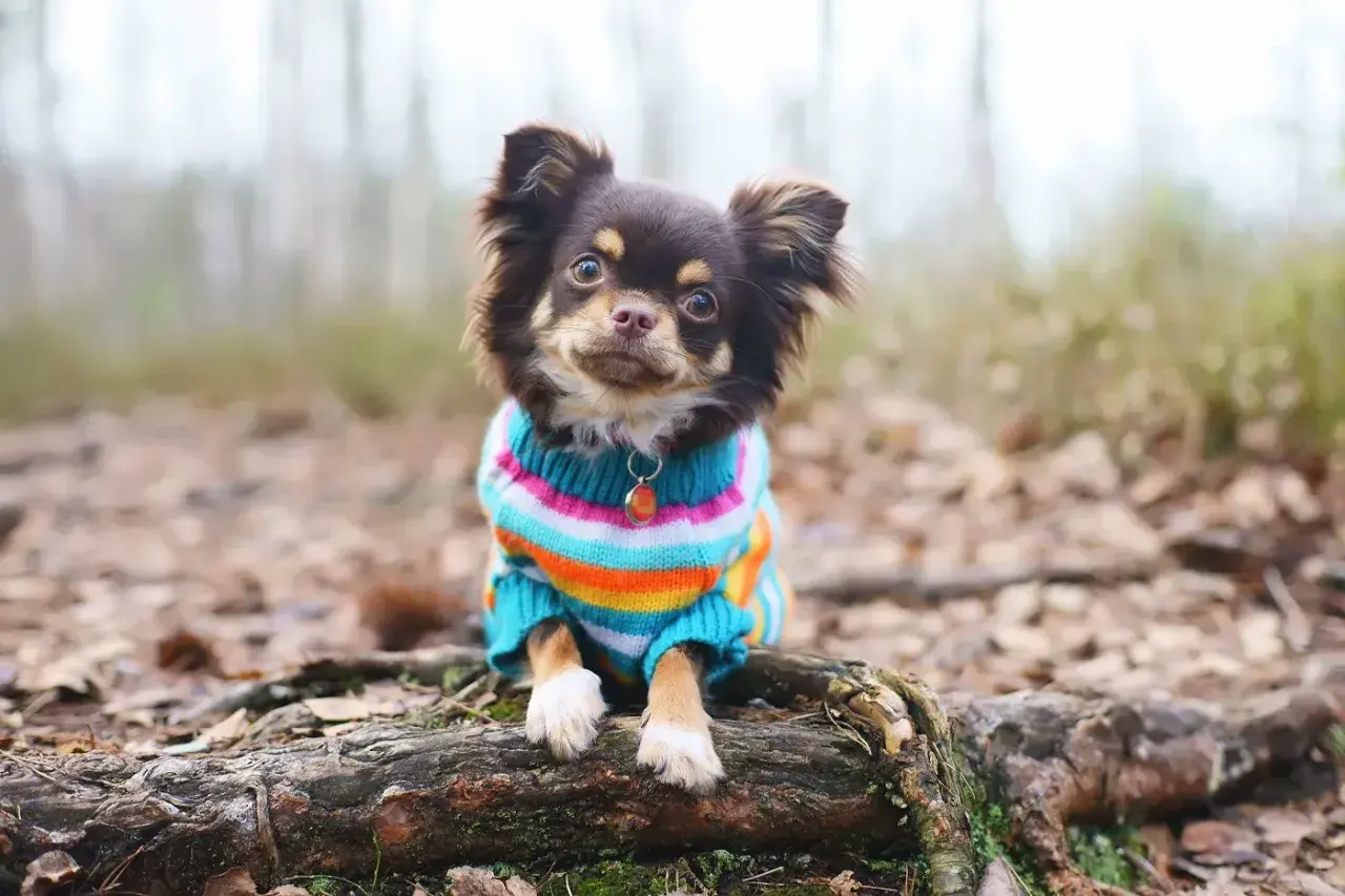 Süßer Chihuahua im bunten Pullover, der aussieht, als wäre er mit einem schnittmuster hundepullover gratis selbst gemacht.