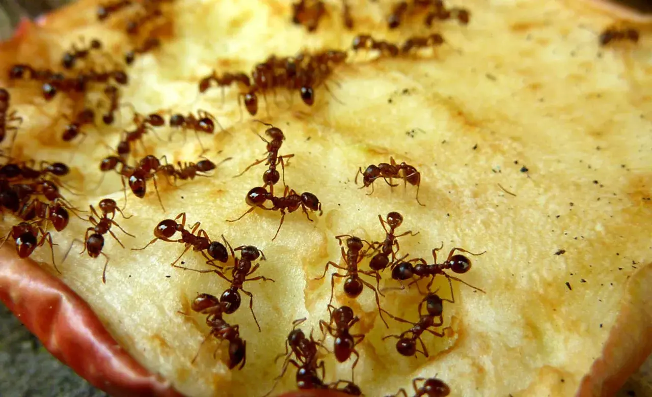 Viele Ameisen krabbeln auf einem Stück Apfel. Ein Bild, das zeigt, wie man Ameisen loswerden kann, indem man die Nahrungsquelle entfernt.