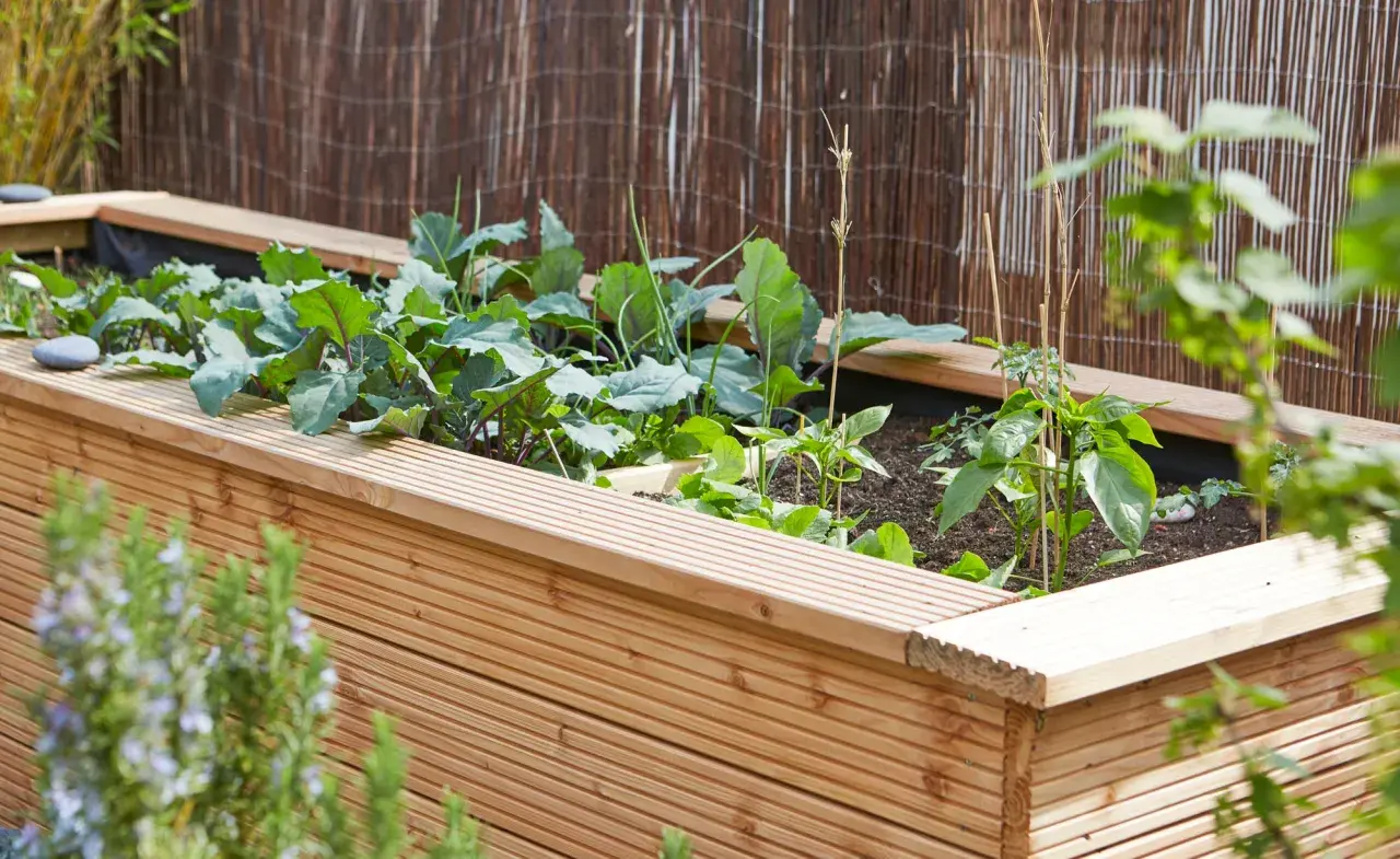Ein hölzernes Hochbeet mit jungen Kohlpflanzen und Paprika. Tolle Hochbeet Ideen für den eigenen Garten.