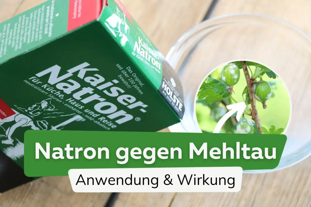 Kaiser Natron, ein Hausmittel gegen Mehltau, wird hier gezeigt. Die Packung liegt neben einer Schale, in der ein Ast mit befallenen Stachelbeeren zu sehen ist.