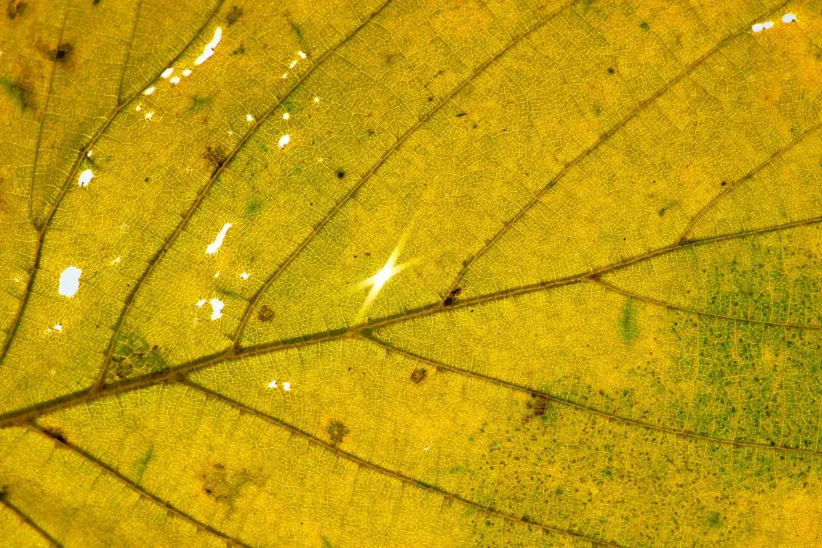 Gelbes Blatt mit kleinen Löchern und dunklen Flecken. Die feinen Blattadern sind gut sichtbar. Was fehlt meiner Pflanze?