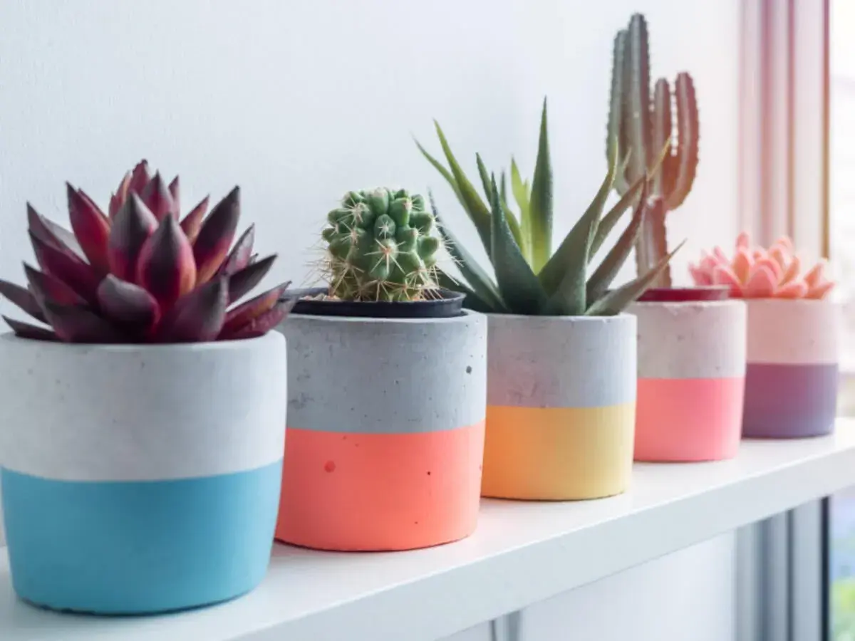 Bunte Beton-Übertöpfe mit Sukkulenten und Kakteen – ein schönes Beispiel für Basteln mit Beton.