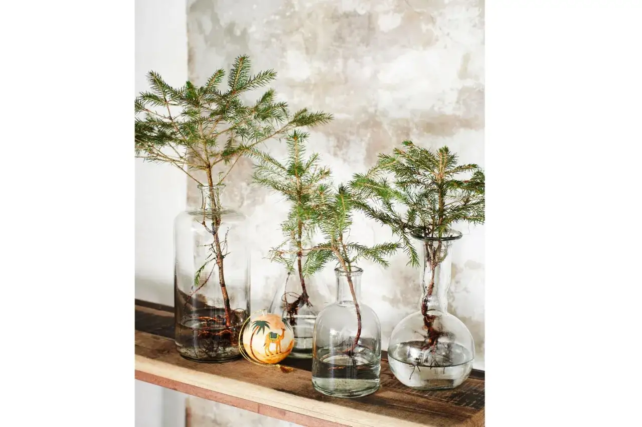 Nat&uuml;rliche adventsdeko ideen: Tannenzweige in Glasvasen mit Wurzeln und ein kleiner Weihnachtsschmuck mit Kamel.