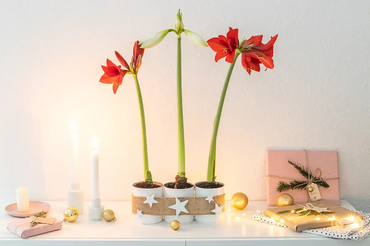 Drei rote Amaryllis in dekorierten Dosen, umgeben von Kerzen, Geschenken und Lichterketten, schaffen eine festliche Weihnachtsstimmung.