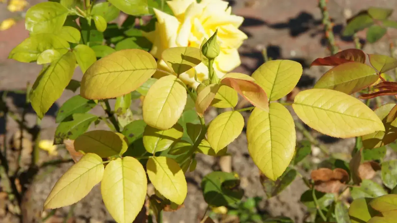 Gelbe Blätter an der Rose, ein Zeichen, dass etwas fehlt meiner Pflanze. Ein neuer Trieb mit Knospe ist zu sehen.
